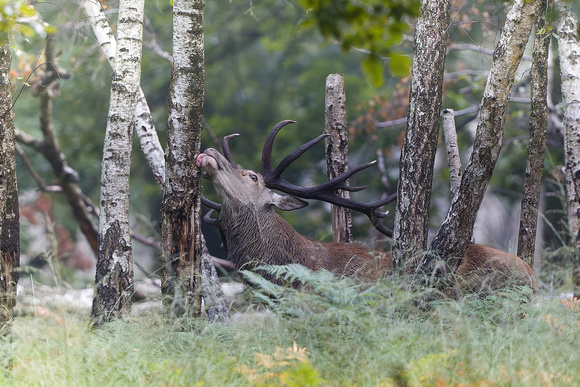 Cerf élaphe.