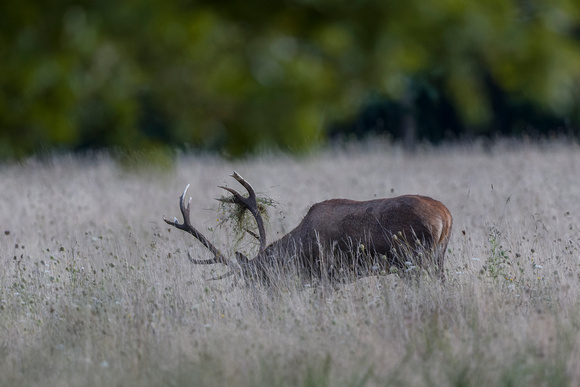 Cerf élaphe.