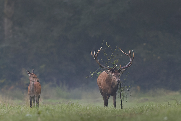 Cerf élaphe.