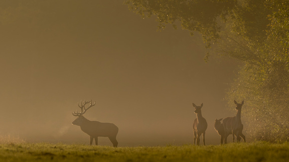 Cerf élaphe.